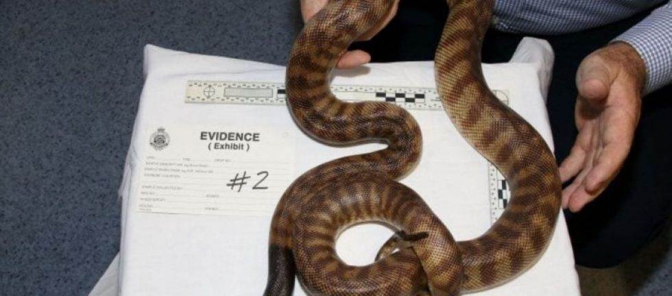 Brown snake, labeled as evidence #2, on a white surface.