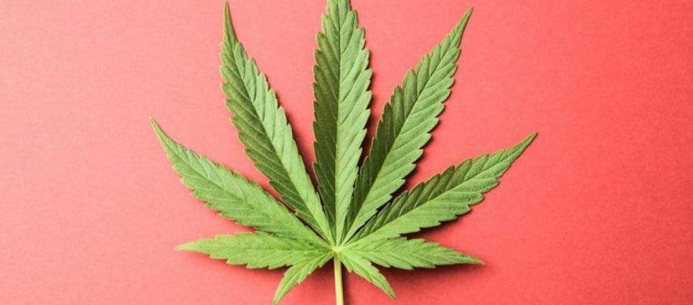 Single cannabis leaf on a red background