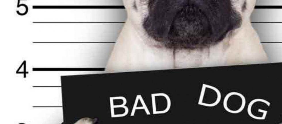 Pug dog mugshot, "Bad Dog" sign
