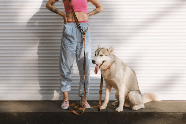 Person stands with leashed Husky, emphasizing pet owner legal responsibilities.