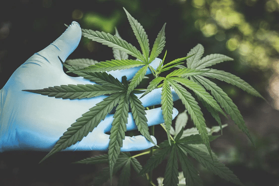 Gloved hand holding cannabis plant, highlighting cannabis cultivation charges and legal context in New South Wales (NSW).