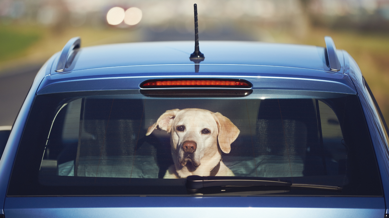 Dog left alone in car viewed from rear window, highlighting leaving pets in cars issue in NSW.