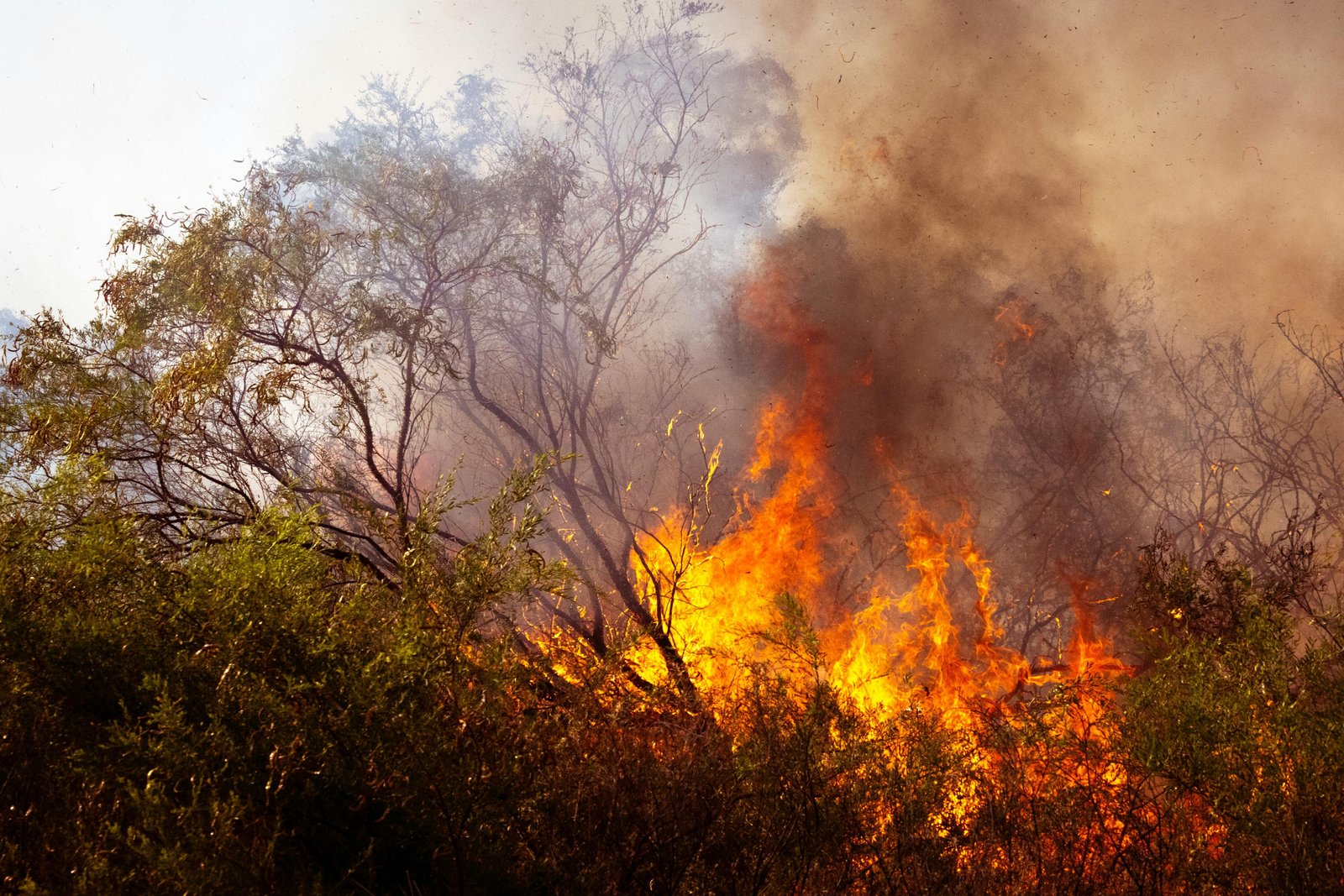Wildfire engulfing dry brush and trees.